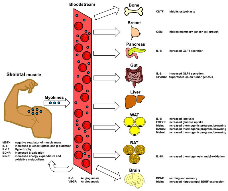 skeletal muscle acts as endocrine organ