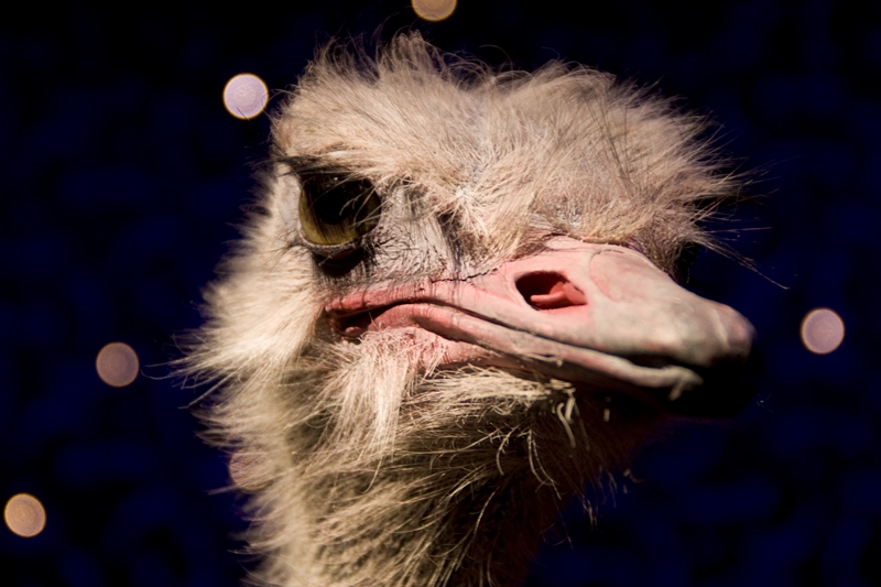 ostrich gives zero shits